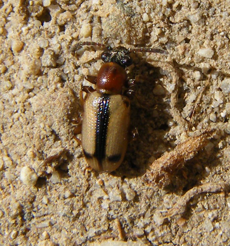 Crioceris macilenta e Crioceris paracenthesis- Chrysomelidae